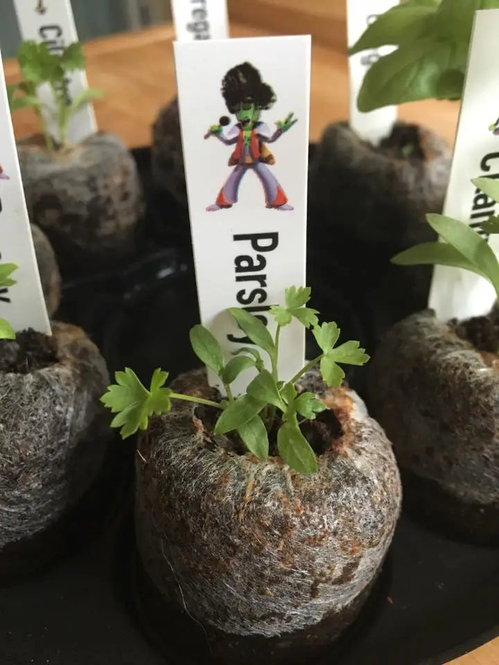 Salad Garden Kit