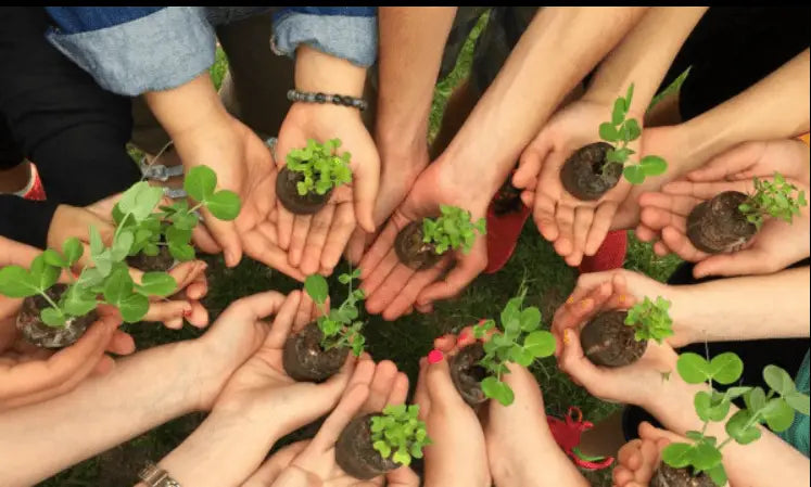 Salad Garden Kit