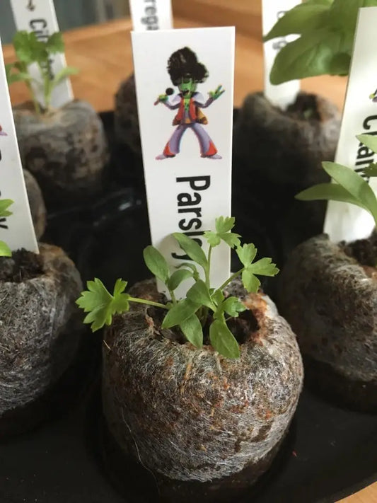 Salad Garden Kit